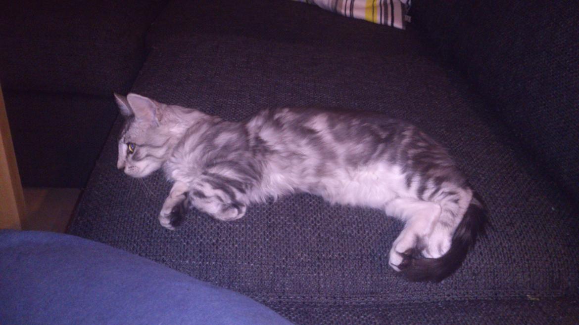 Blanding af racer Simba billede 5