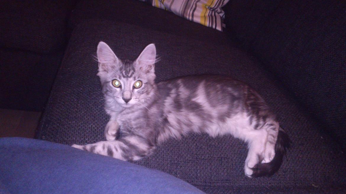 Blanding af racer Simba billede 6