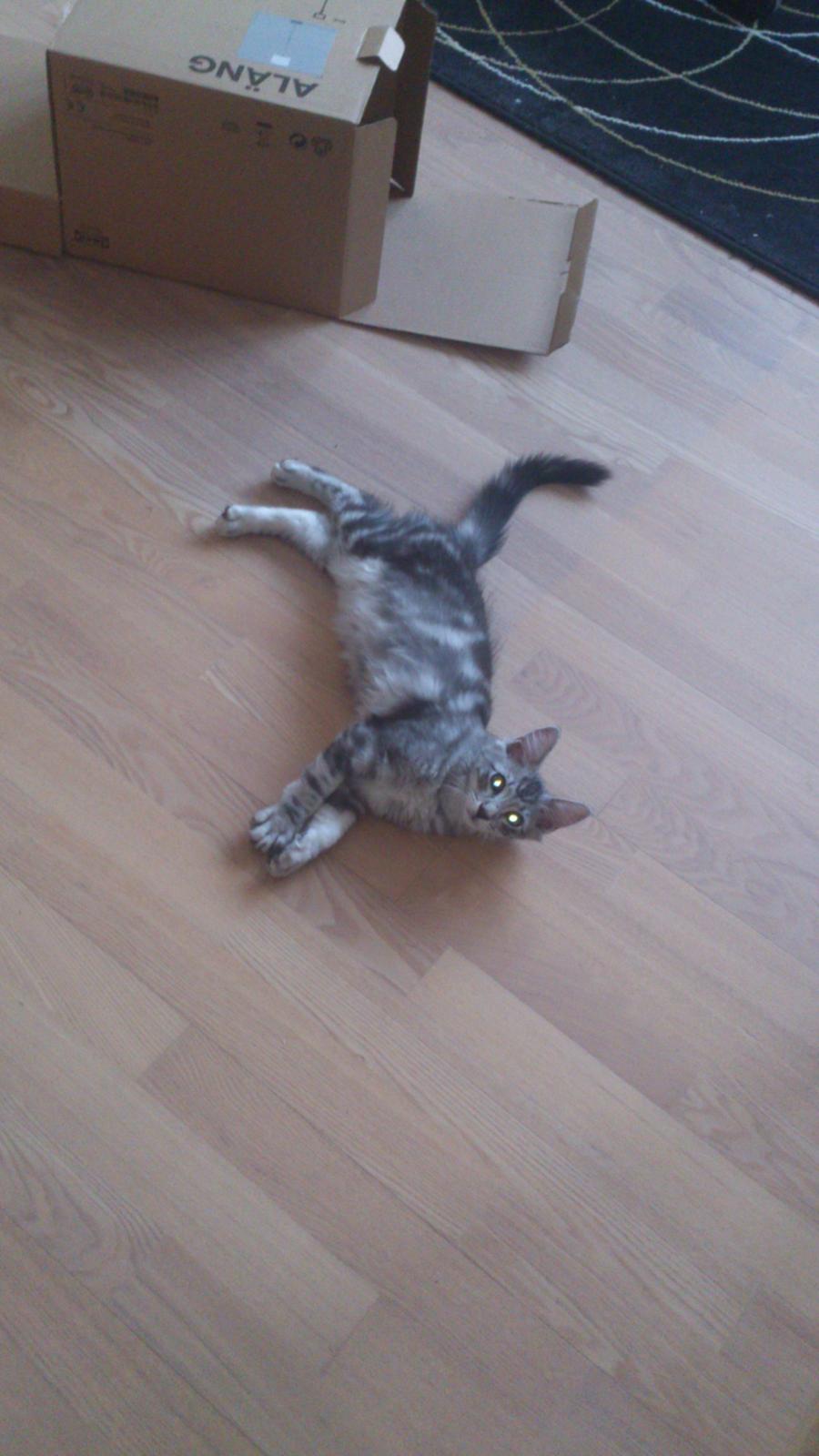 Blanding af racer Simba billede 7