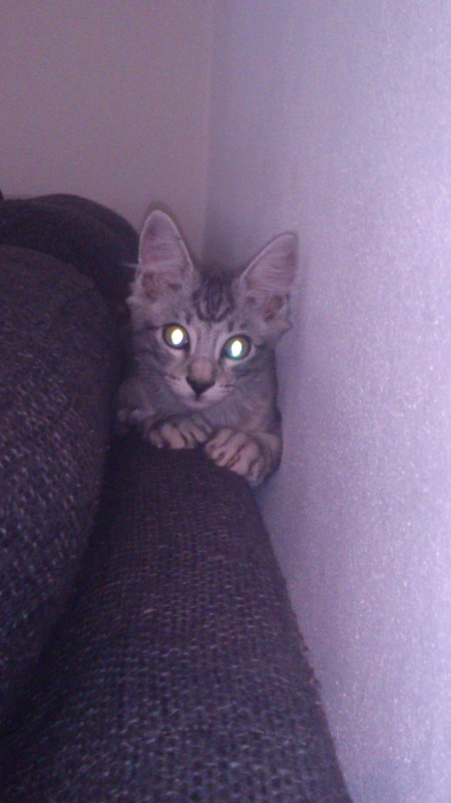 Blanding af racer Simba billede 8