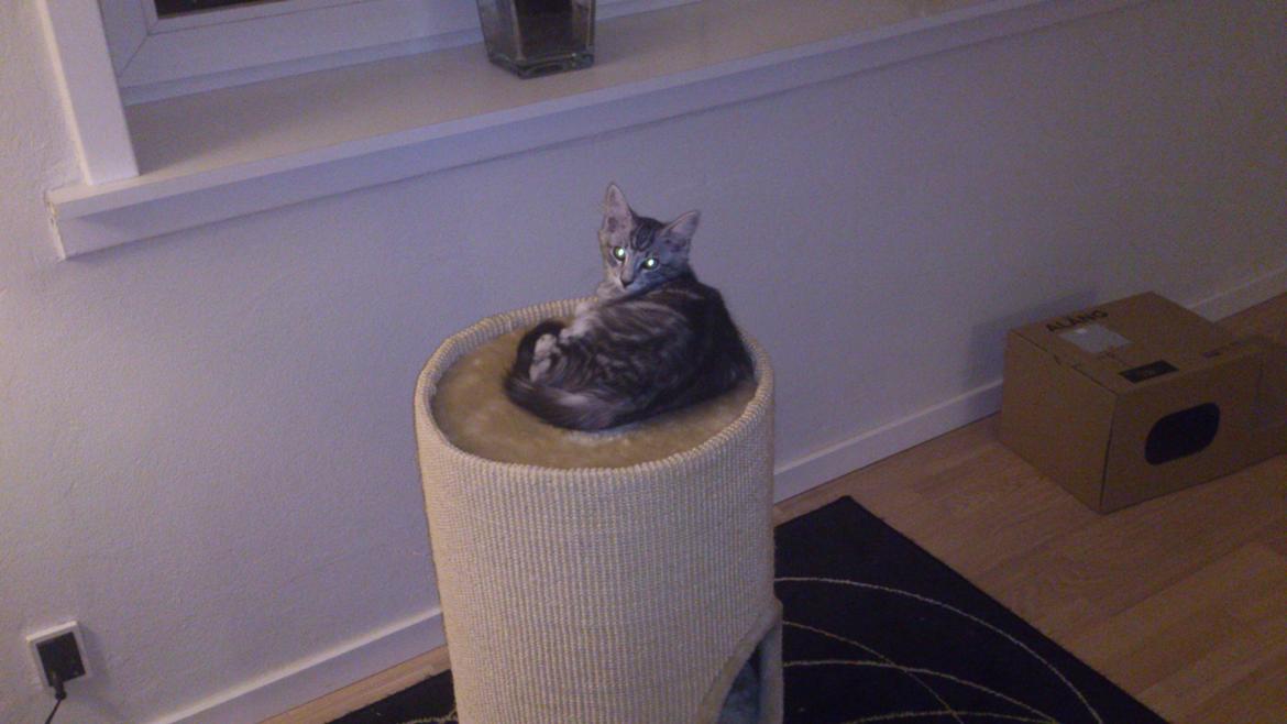 Blanding af racer Simba billede 10