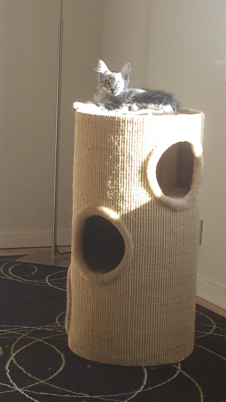 Blanding af racer Simba billede 11