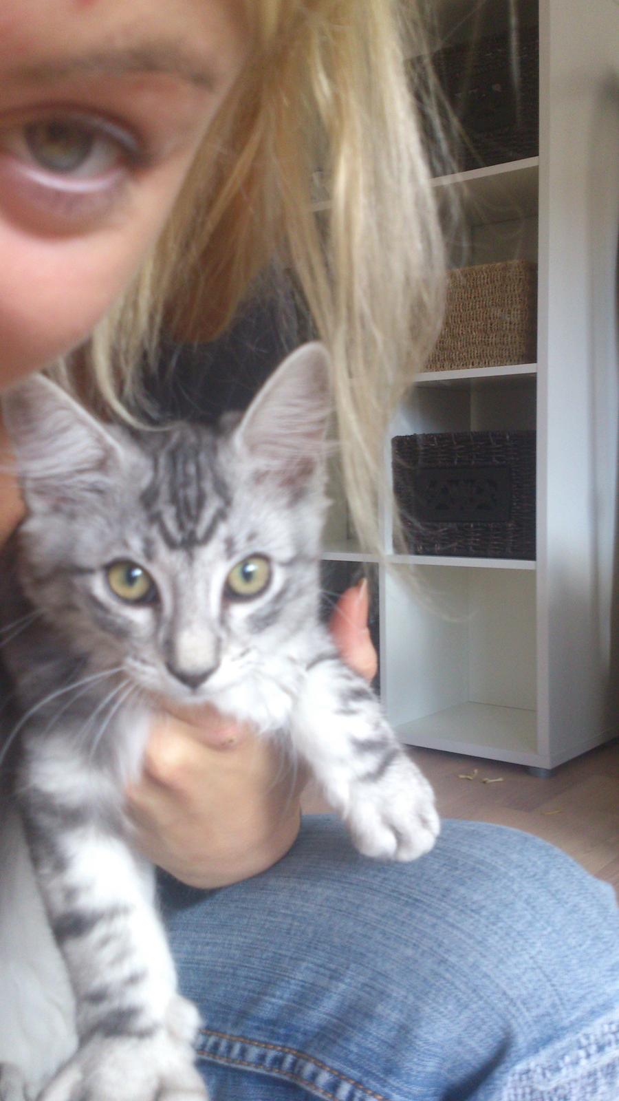 Blanding af racer Simba billede 12