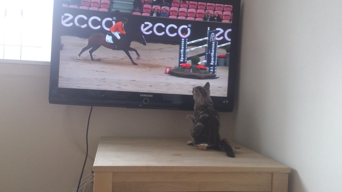 Blanding af racer Simba billede 14