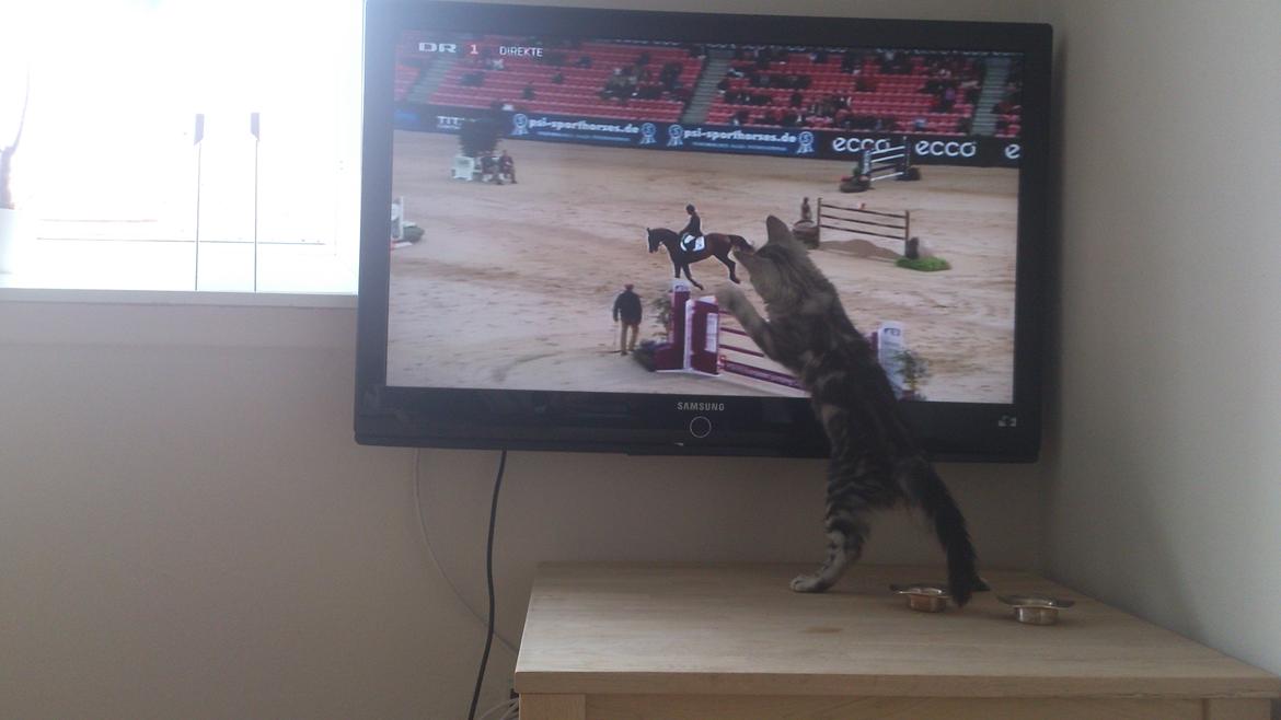 Blanding af racer Simba billede 15