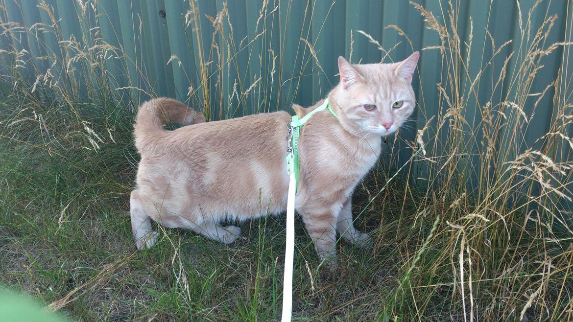 Europé Gorm den Gamle - DK Boholdt Alley Cat - Jeg kan dufte andre katte.. billede 9