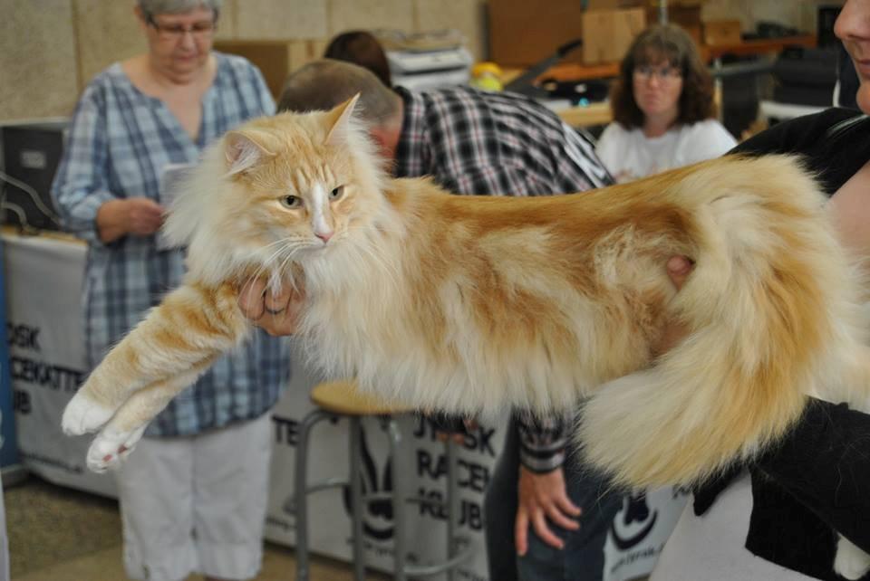 Norsk Skovkat CH Prinz Tjorven of Stellenbosch*D billede 9