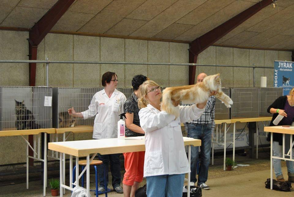 Norsk Skovkat CH Prinz Tjorven of Stellenbosch*D billede 13