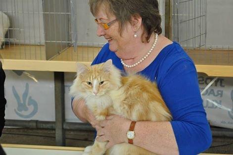 Norsk Skovkat CH Prinz Tjorven of Stellenbosch*D billede 12