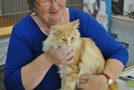 Norsk Skovkat CH Prinz Tjorven of Stellenbosch*D billede 15