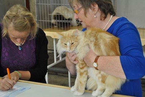 Norsk Skovkat CH Prinz Tjorven of Stellenbosch*D billede 35