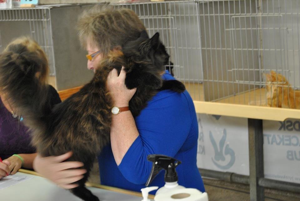 Norsk Skovkat CH DK Nobel-dream´s A Jump billede 11