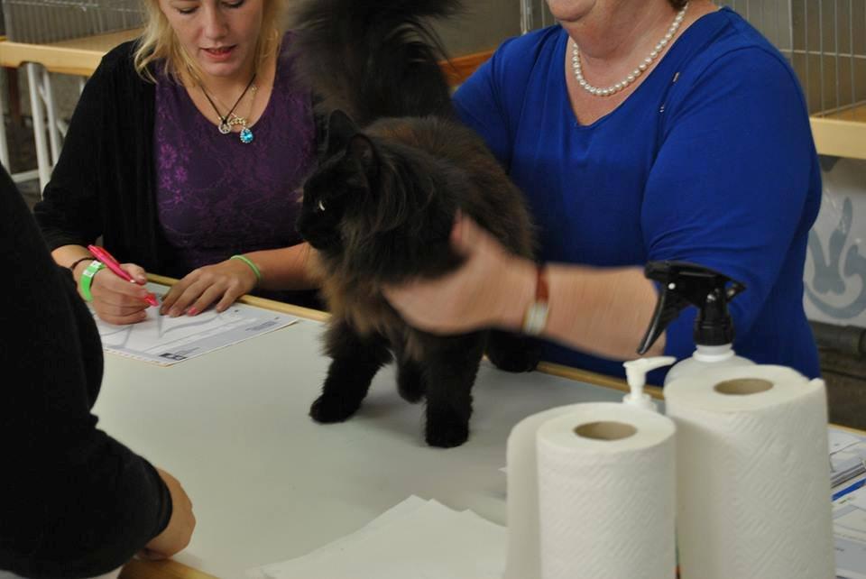 Norsk Skovkat CH DK Nobel-dream´s A Jump billede 12