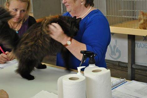 Norsk Skovkat CH DK Nobel-dream´s A Jump billede 13