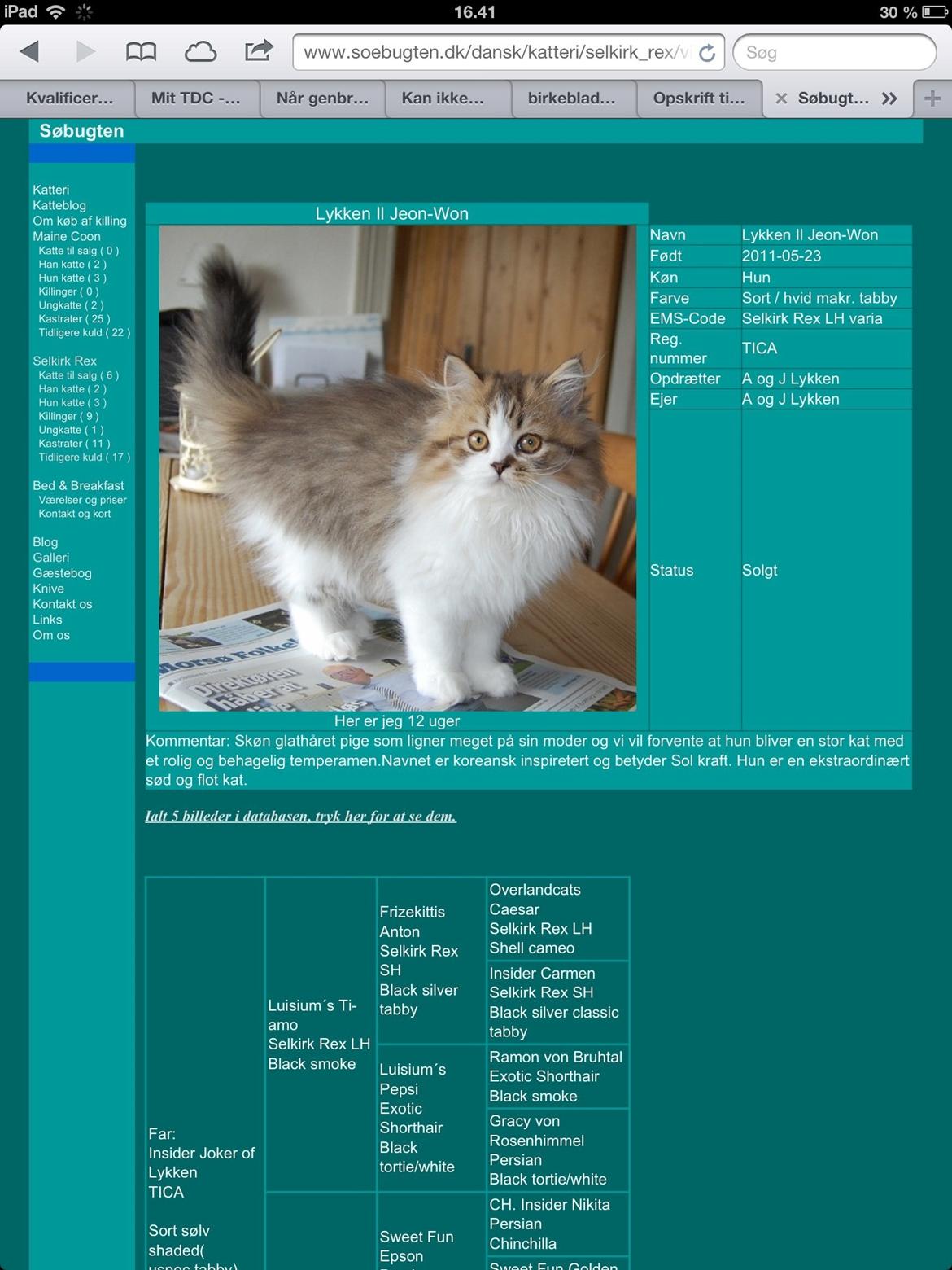 Selkirk Rex  Pjuske billede 10