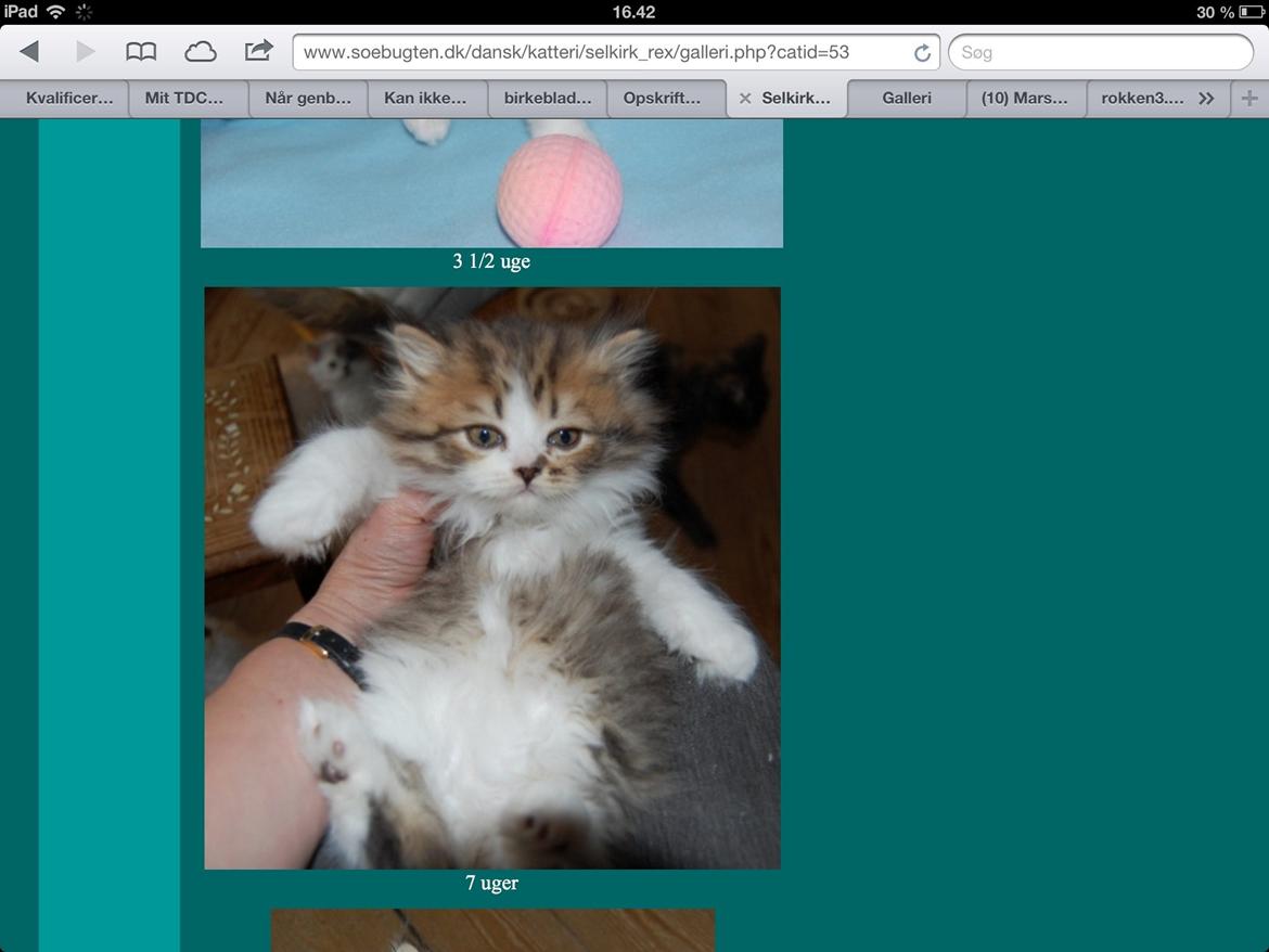 Selkirk Rex  Pjuske billede 11