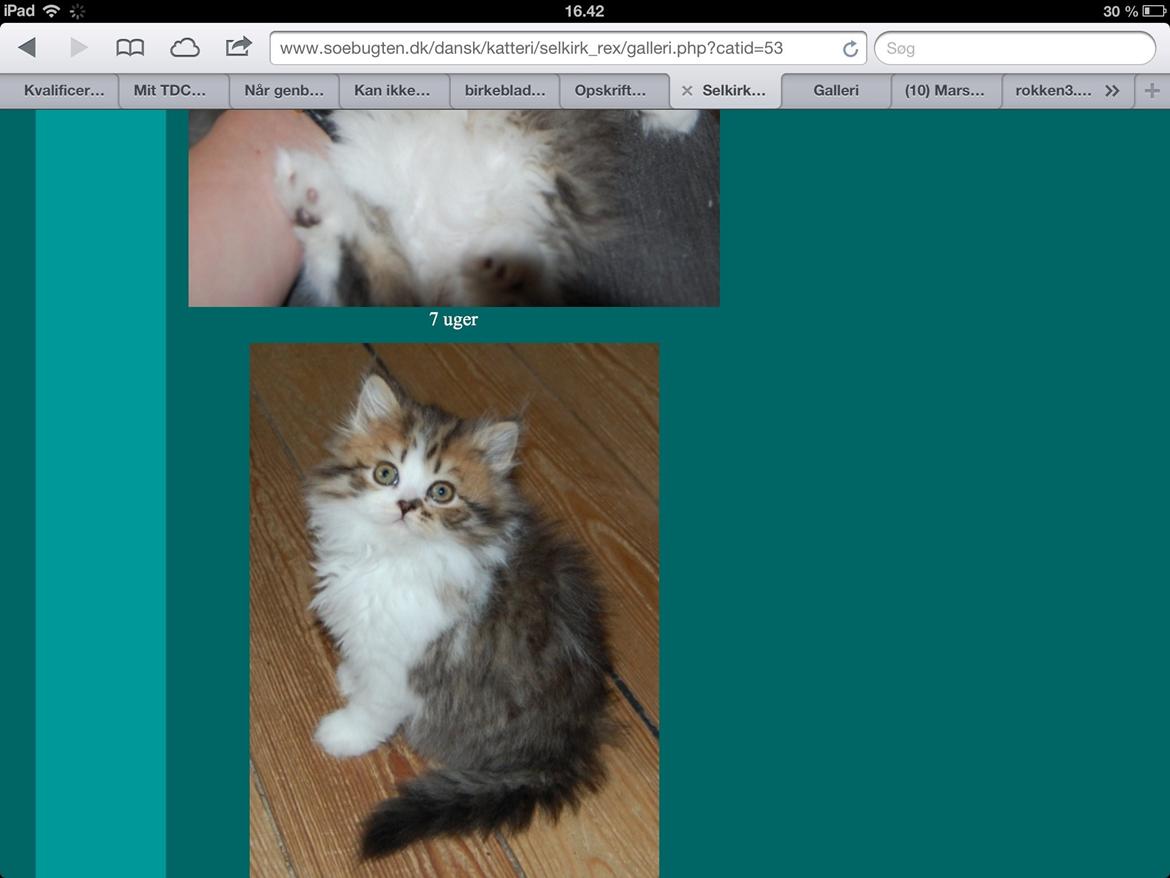 Selkirk Rex  Pjuske billede 12