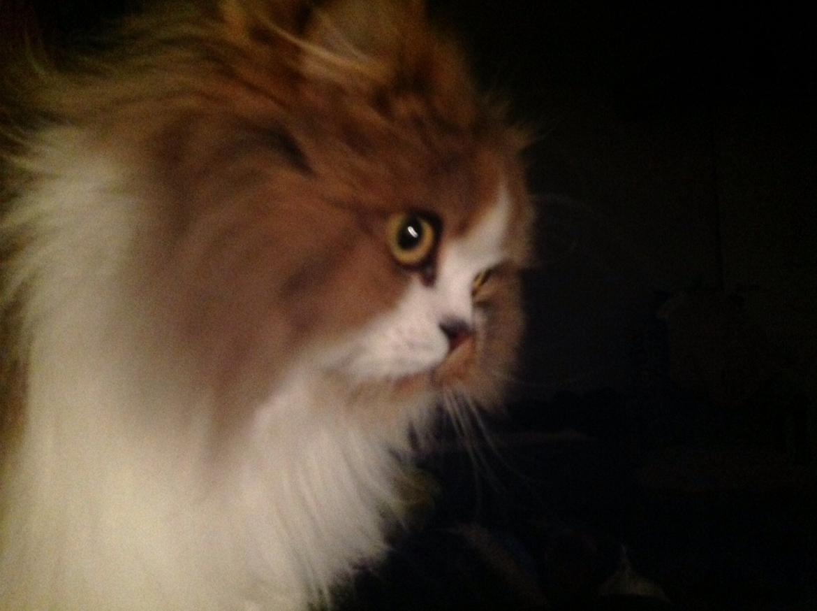 Selkirk Rex  Pjuske billede 1