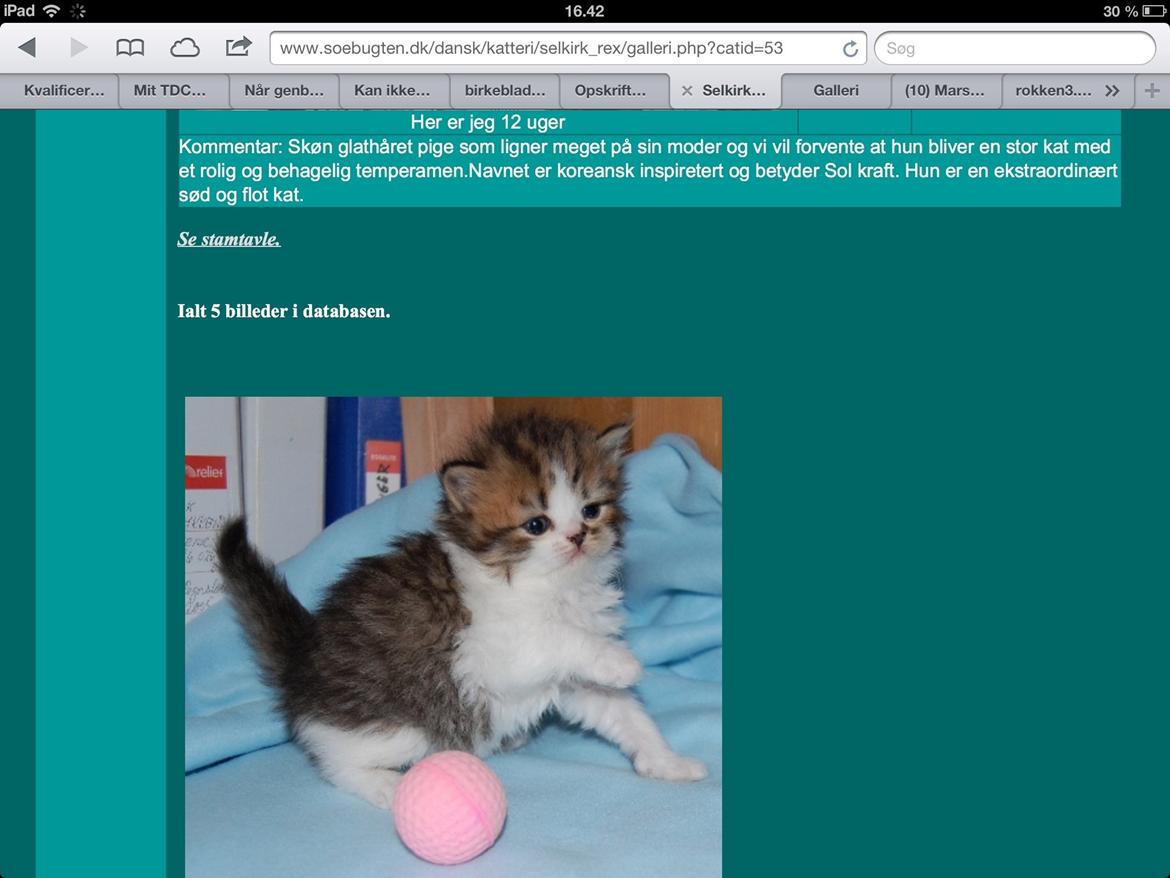 Selkirk Rex  Pjuske billede 13