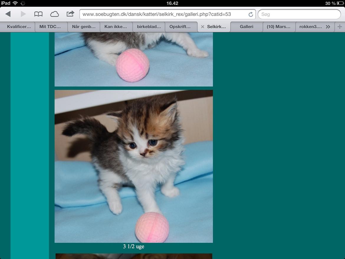 Selkirk Rex  Pjuske billede 14