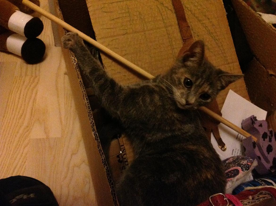 Blanding af racer Mitzi billede 18