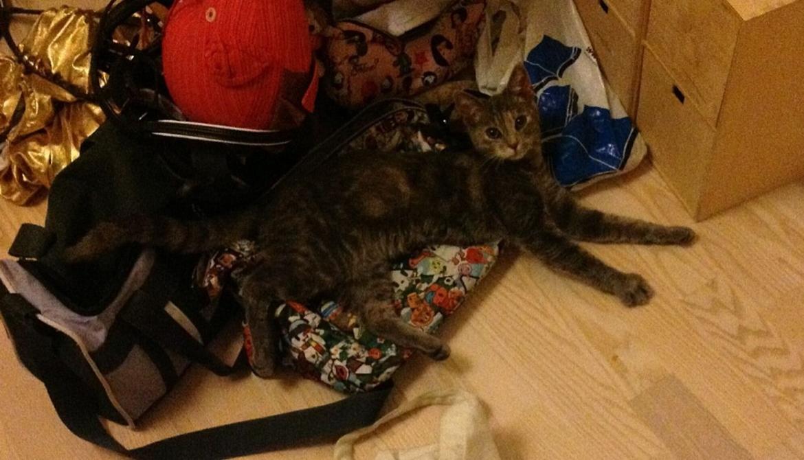 Blanding af racer Mitzi - Mitzi som killing. <3 billede 11