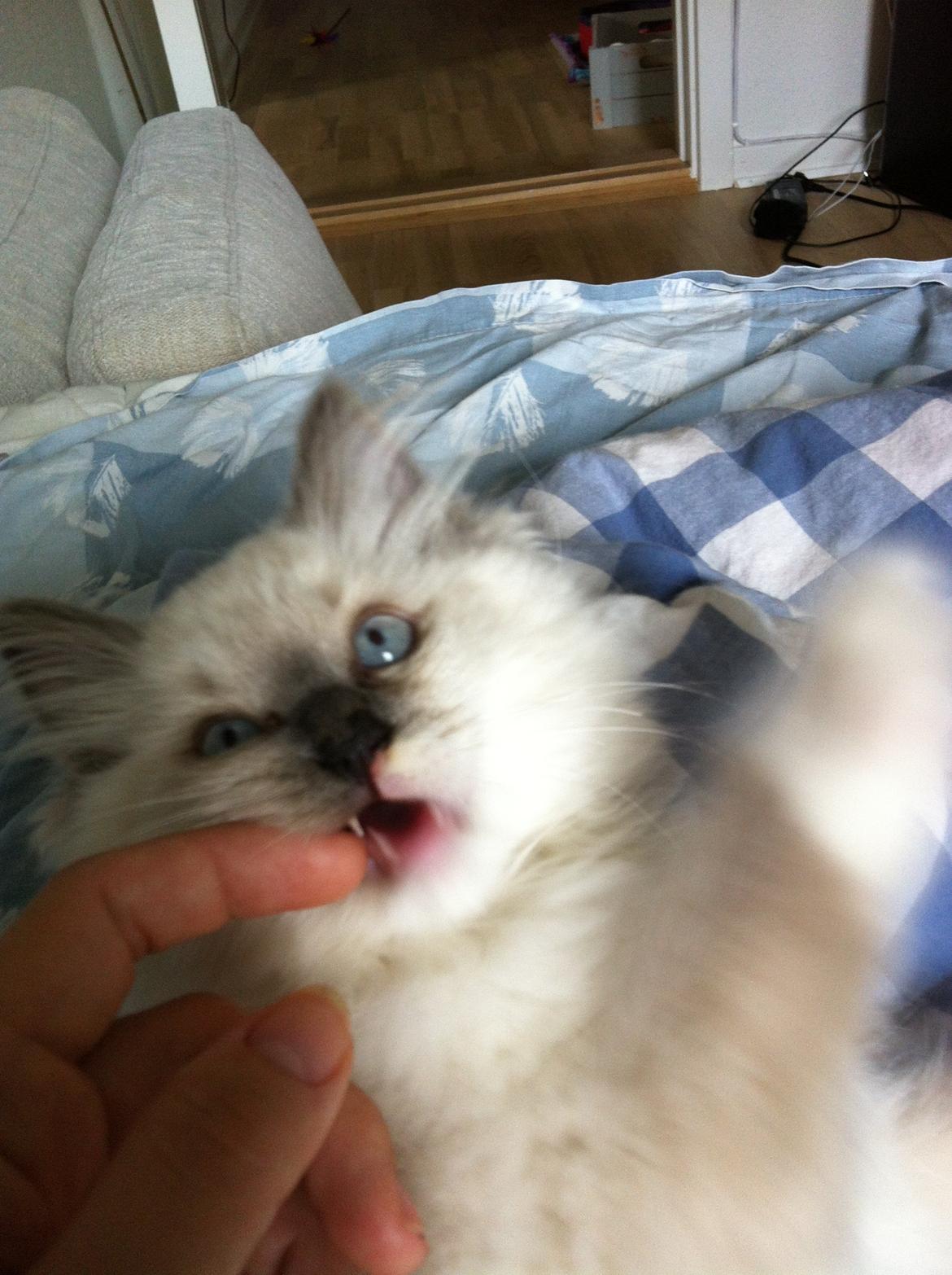 Ragdoll Sawyer billede 23