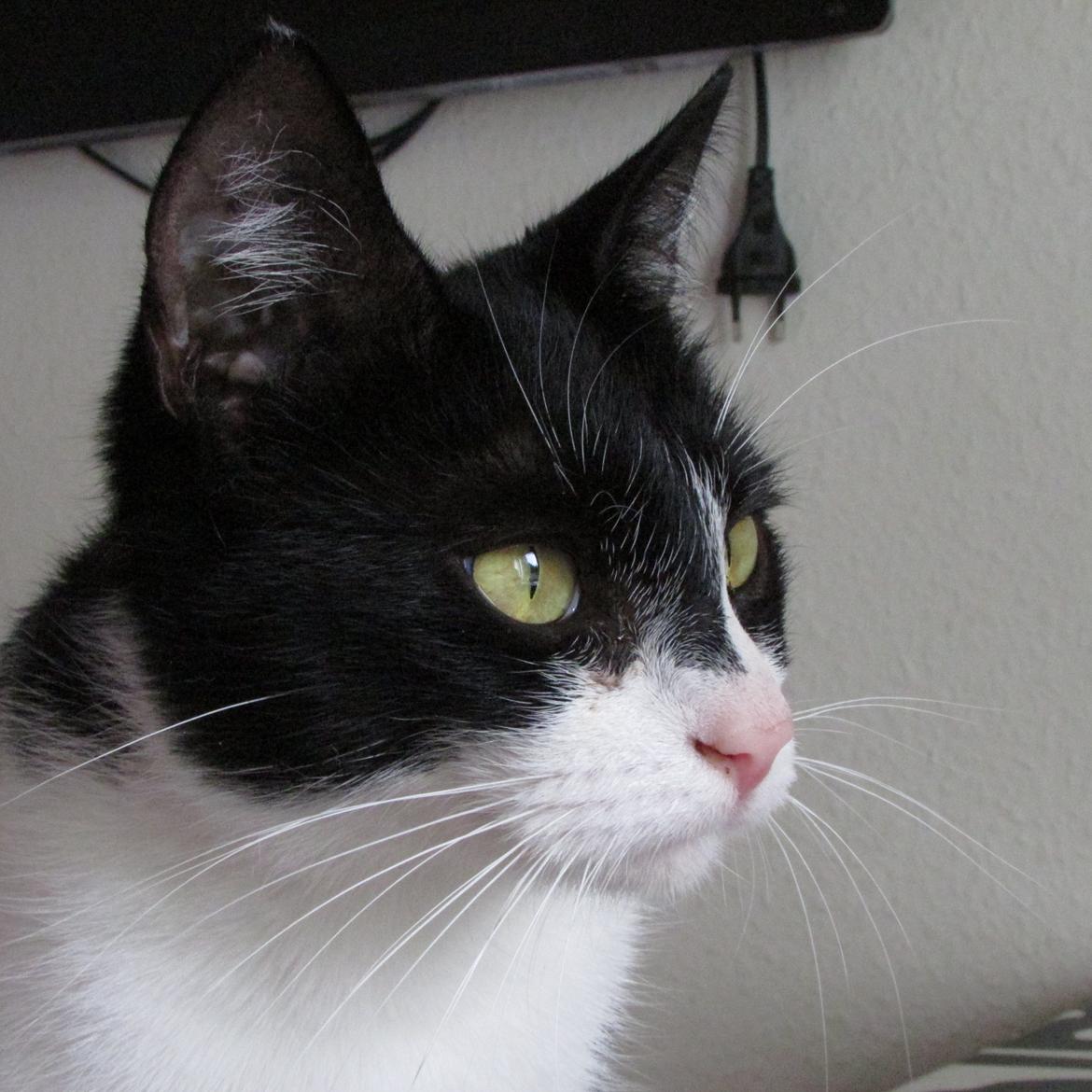 Huskat ~ Fiona † ** Sov sødt min elskede skat <3** - 30.08-2013 billede 2