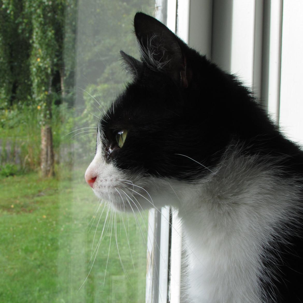 Huskat ~ Fiona † ** Sov sødt min elskede skat <3** - 30.08-2013. billede 4