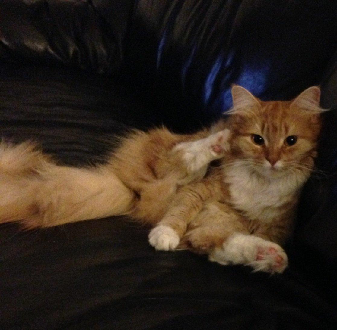 Blanding af racer Elvira billede 15