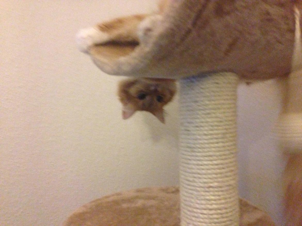 Blanding af racer Elvira billede 16