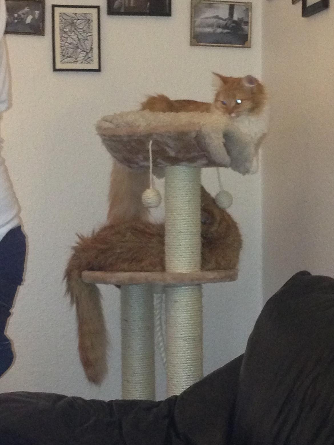 Blanding af racer Elvira billede 17