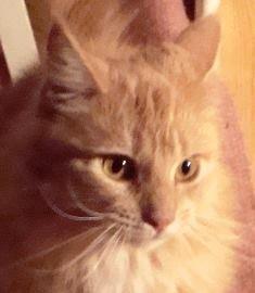 Maine Coon PusPus - PusPus billede 1