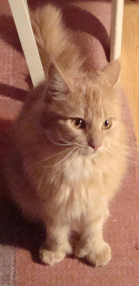 Maine Coon PusPus - Nok se, men ikke røre billede 2