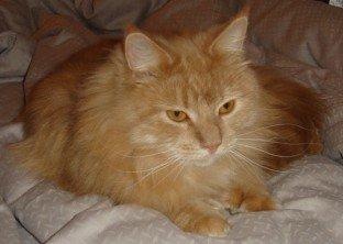 Maine Coon PusPus - Ka man ikke få lov at sove lidt? billede 4