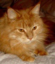 Maine Coon PusPus - Tag så det billede og lad mig i fred billede 5