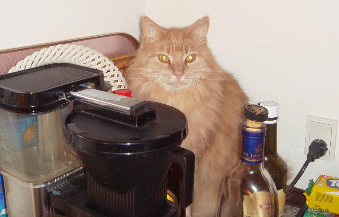 Maine Coon PusPus - Ah, nu skal vi ha kaffe og måske en lille cognac billede 6