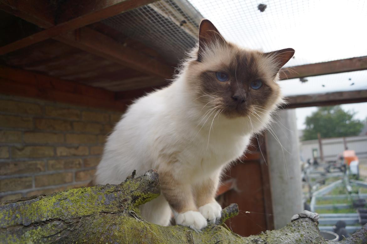 Hellig Birma Chiangmaus Gersimi billede 18