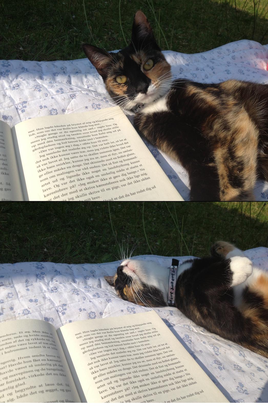 Blanding af racer Berta - Lidt sommer-hygge i haven. billede 2