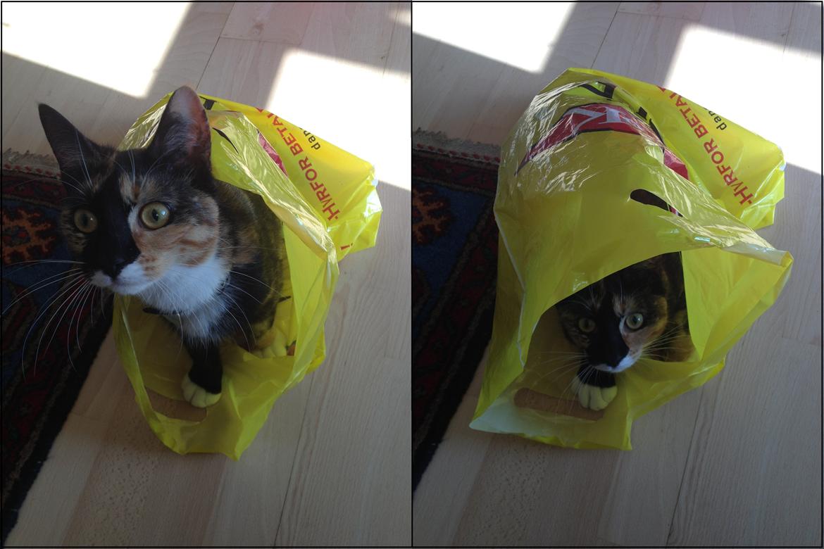 Blanding af racer Berta - Berta er pjattet med plastikposer. billede 4