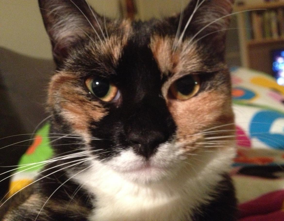 Blanding af racer Berta - Velkommen til Bertas side. :-) billede 1