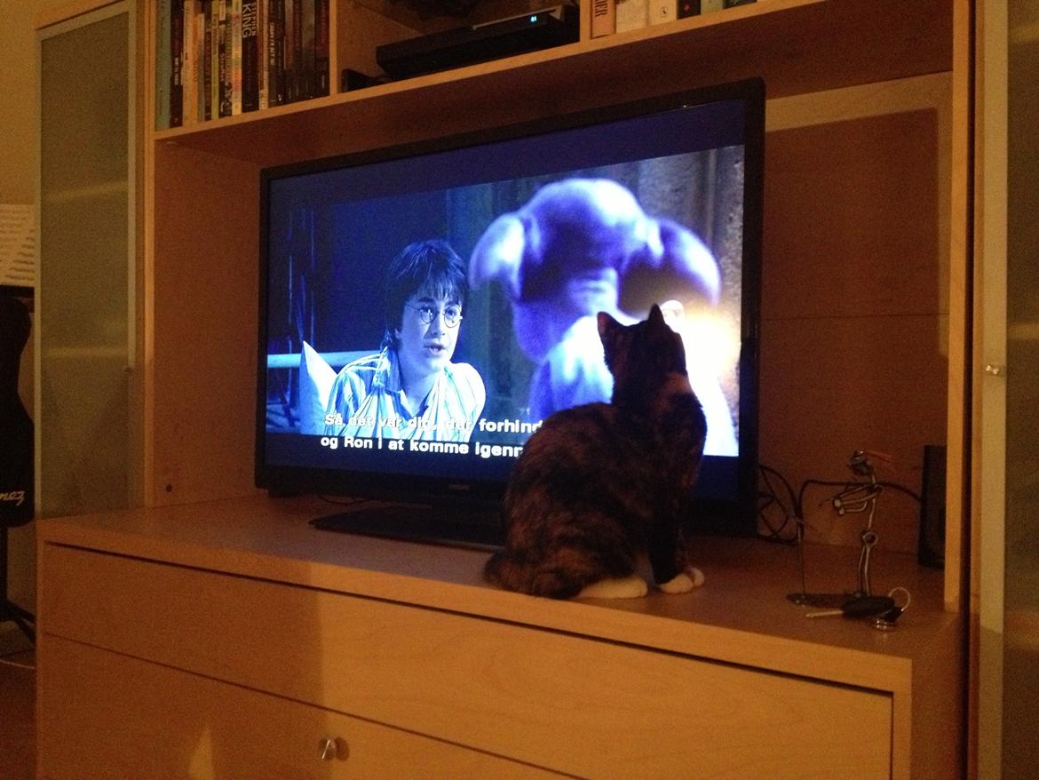 Blanding af racer Berta - Berta er vild med film - denne gang er det Harry Potter hun har gang i ;-) billede 8