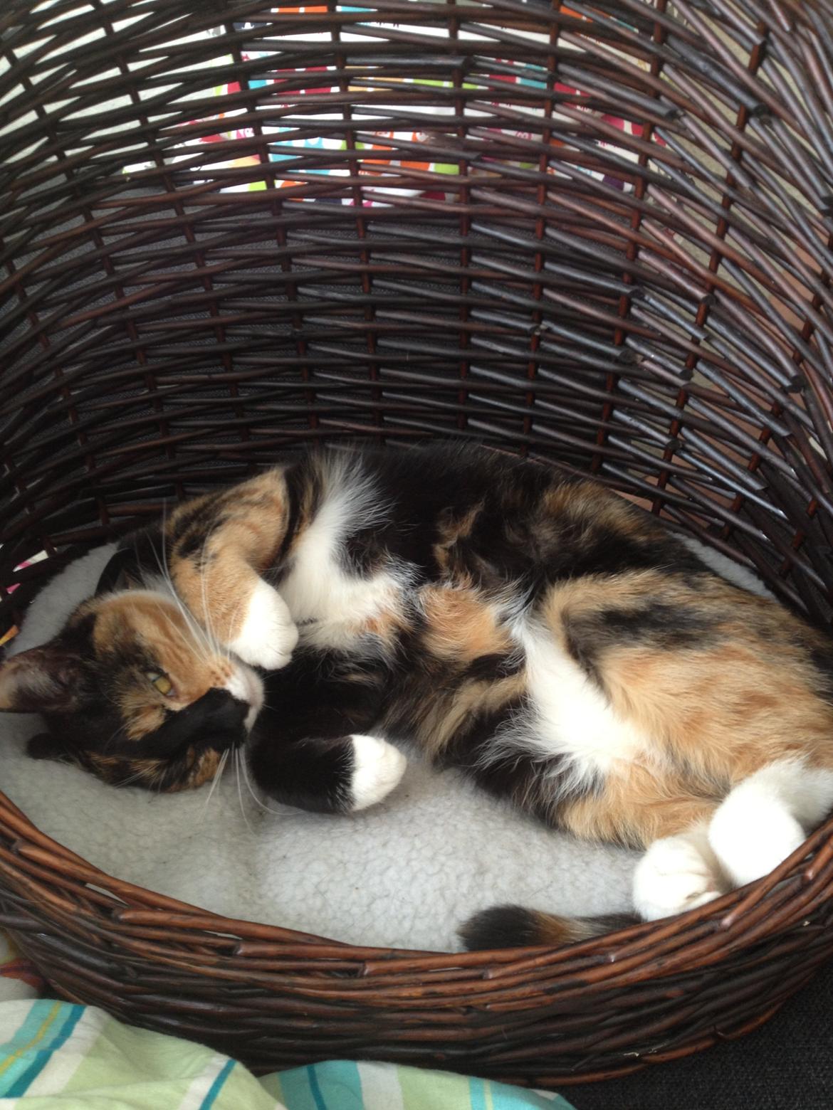 Blanding af racer Berta billede 7