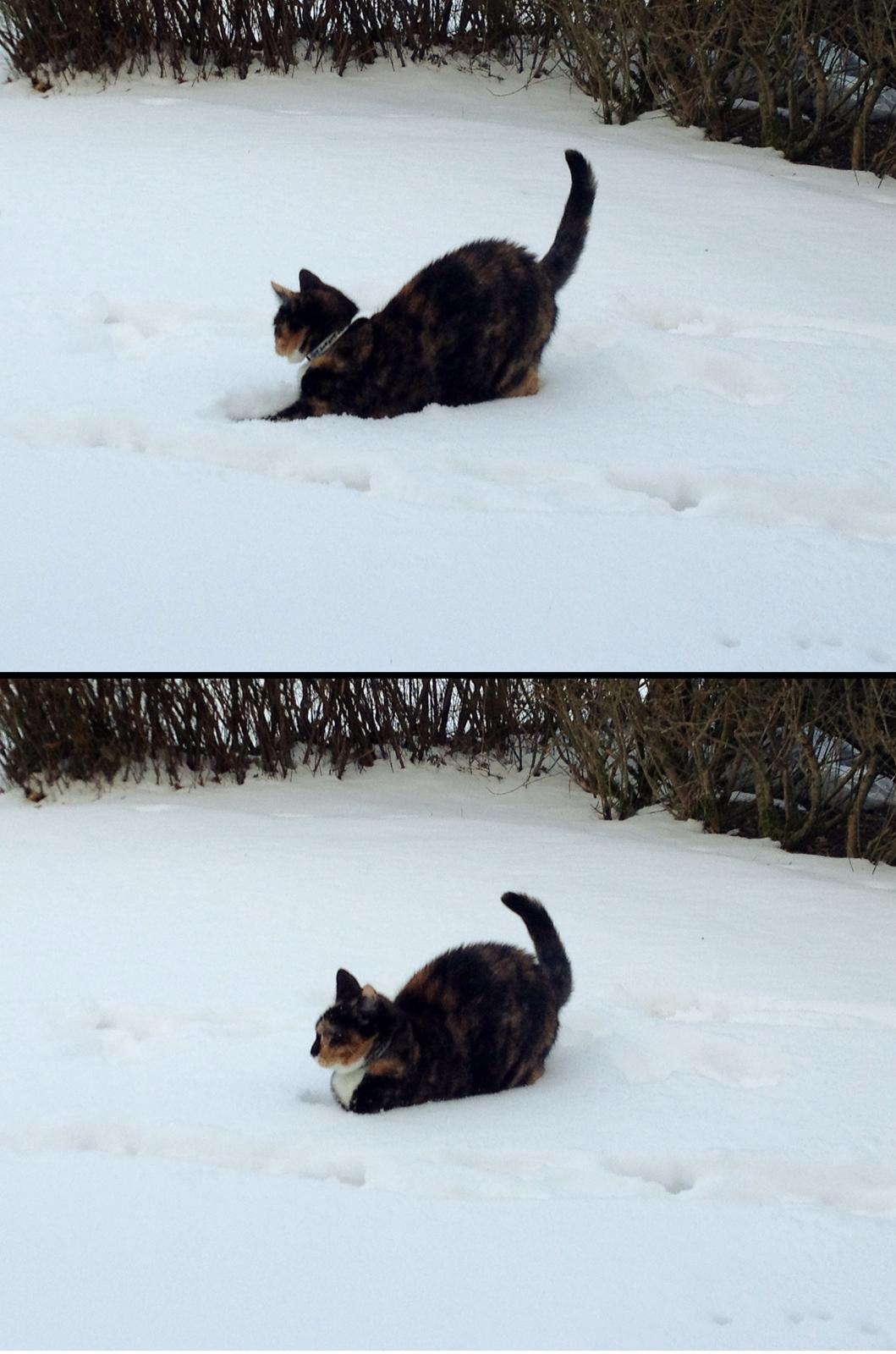 Blanding af racer Berta - Første gang Berta er ude i sneen.  billede 9