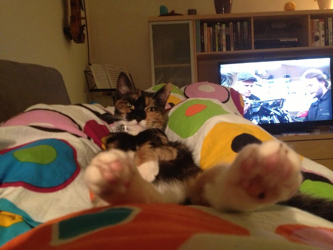 Blanding af racer Berta billede 11