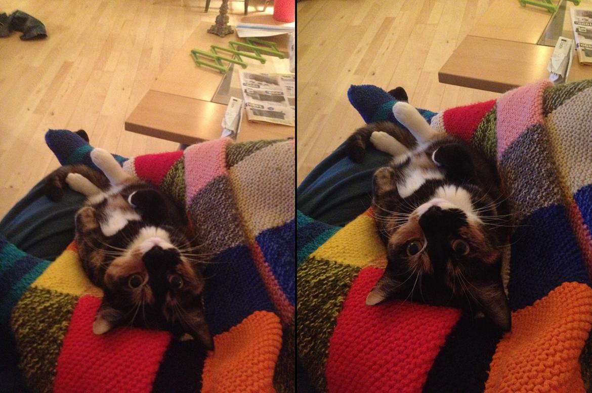 Blanding af racer Berta billede 13