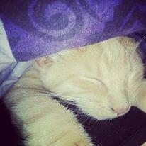 Blanding af racer Mickey billede 1