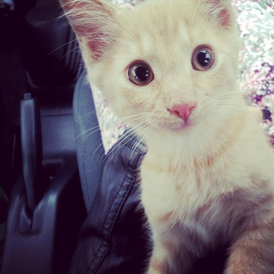 Blanding af racer Mickey billede 3