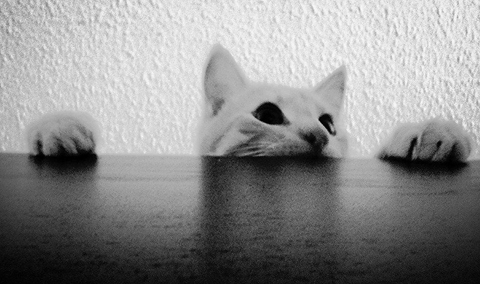 Blanding af racer Mickey billede 4