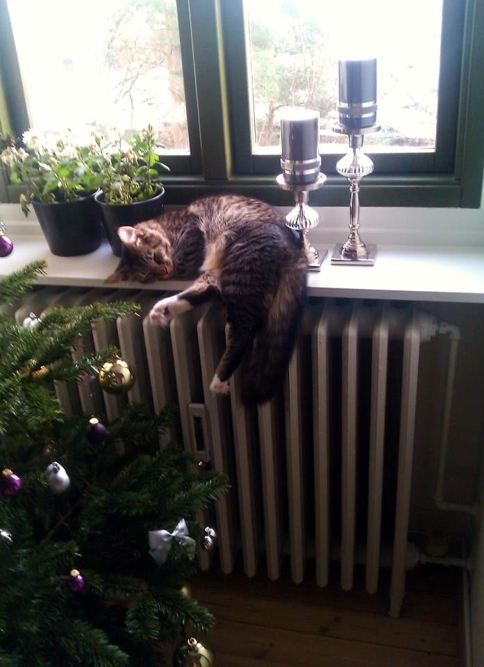 Blanding af racer William billede 14